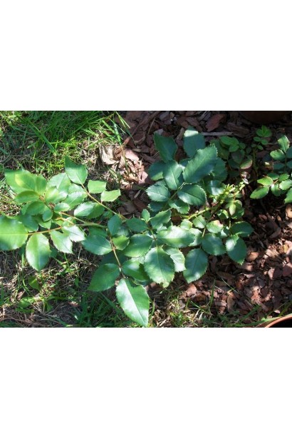 Троянда плетиста Цезарь посадка